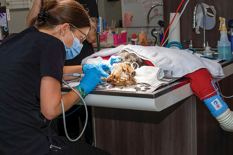 im3-dental-unit-in-use-on-cat-(1).png im3-dental-unit-in-use-on-cat-(1).png