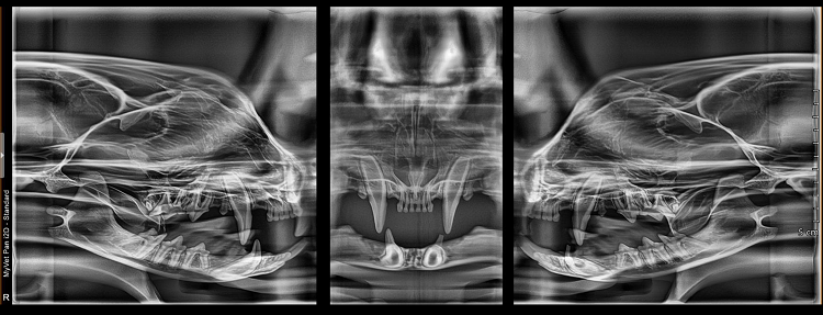 radiograph-article-image-(1).png radiograph-article-image-(1).png