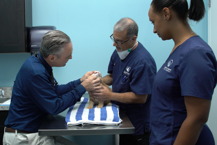doctors-doing-dental-exam-on-feline-patient.png doctors-doing-dental-exam-on-feline-patient.png