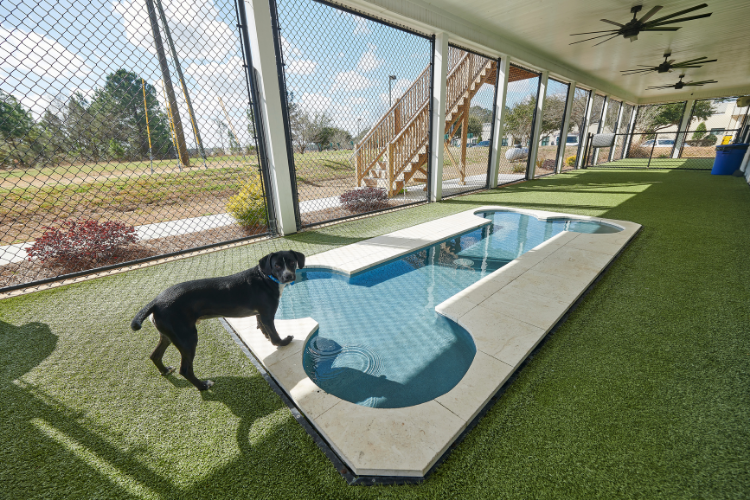 bone-shaped-dog-pool.png bone-shaped-dog-pool.png
