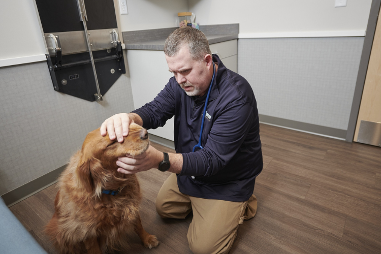 dr-doing-dental-exam-on-golden.png dr-doing-dental-exam-on-golden.png