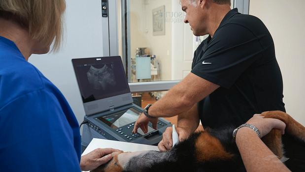 male veterinarian using ultrasound on a dog